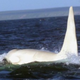 Image for article titled Watch a video of the first known all-white adult killer whale
